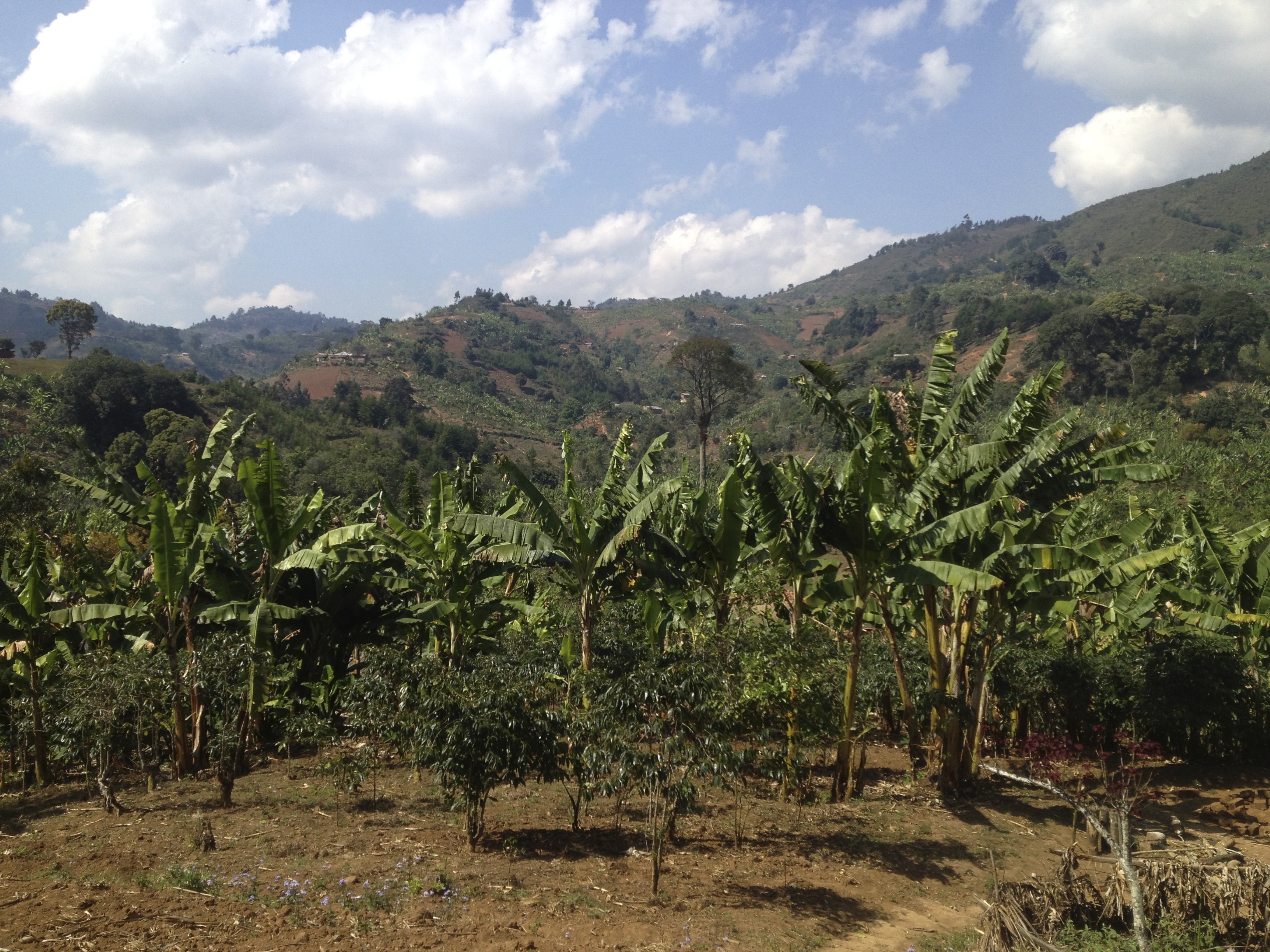 Tanzania coffee farm