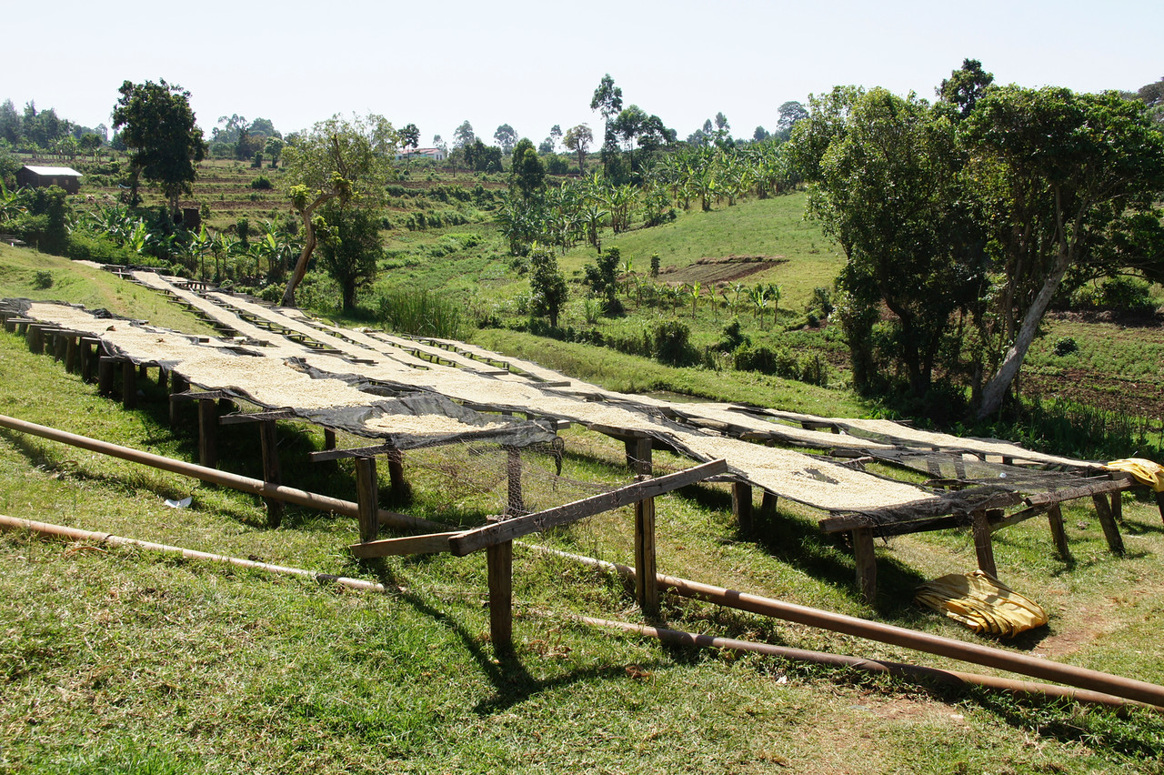 Coffee drying on raised beds in Kenya