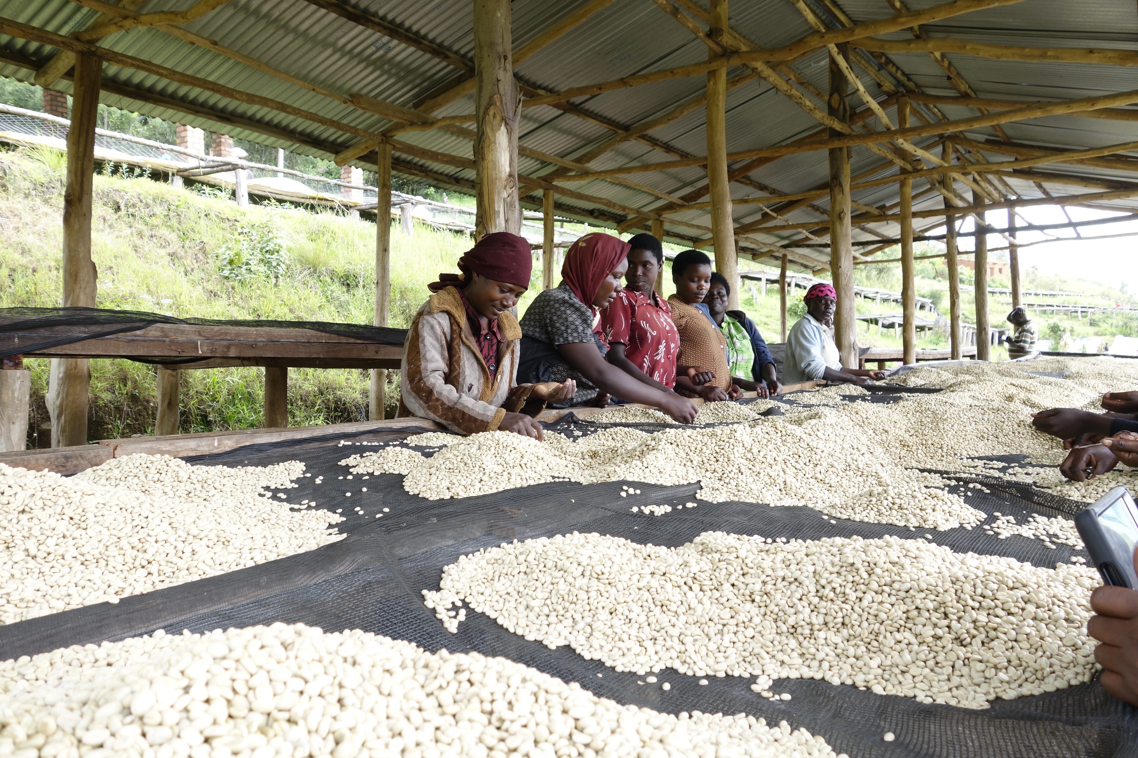 Rwanda coffee sorting