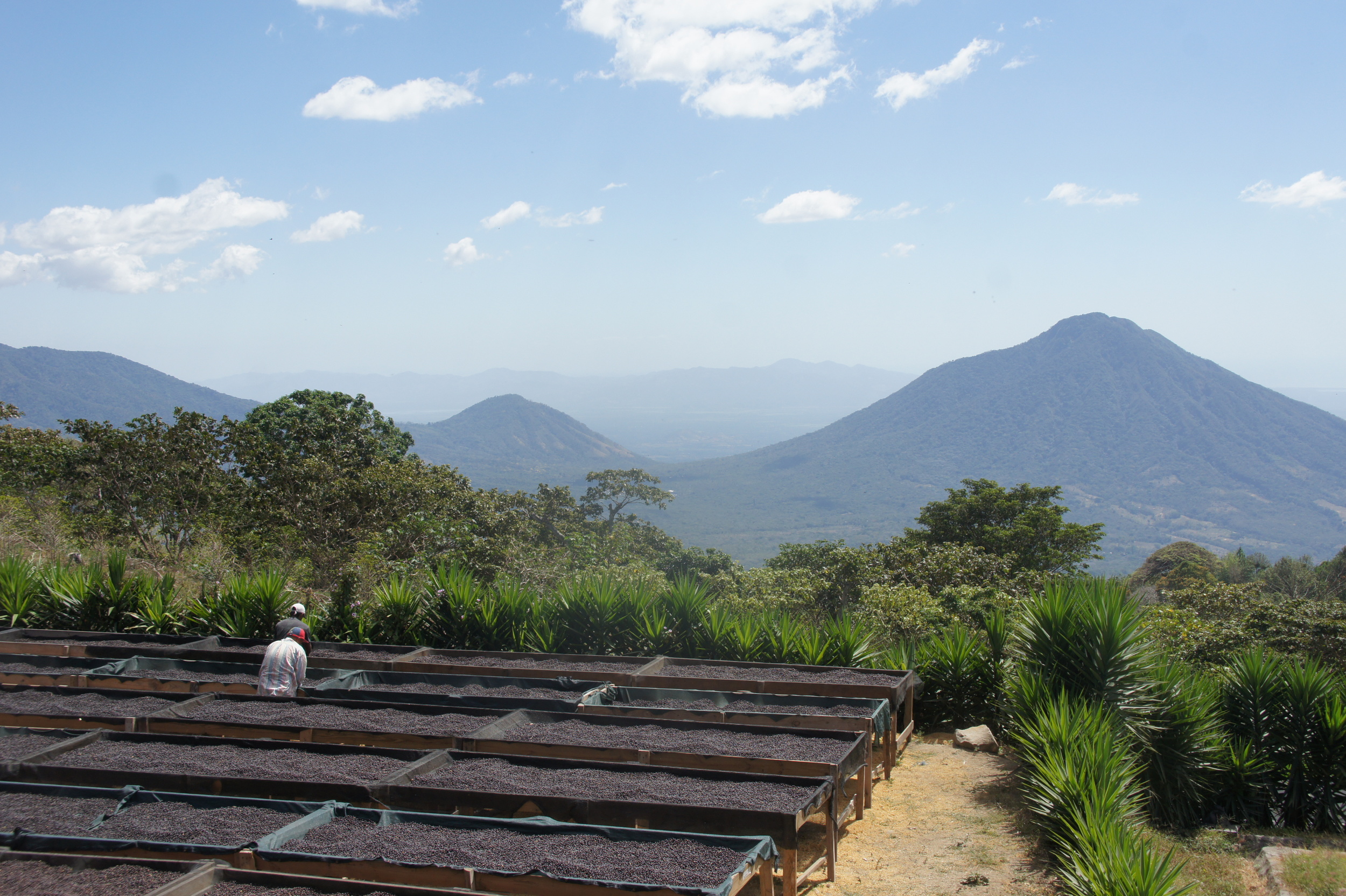 El Salvador, honey processed coffee drying