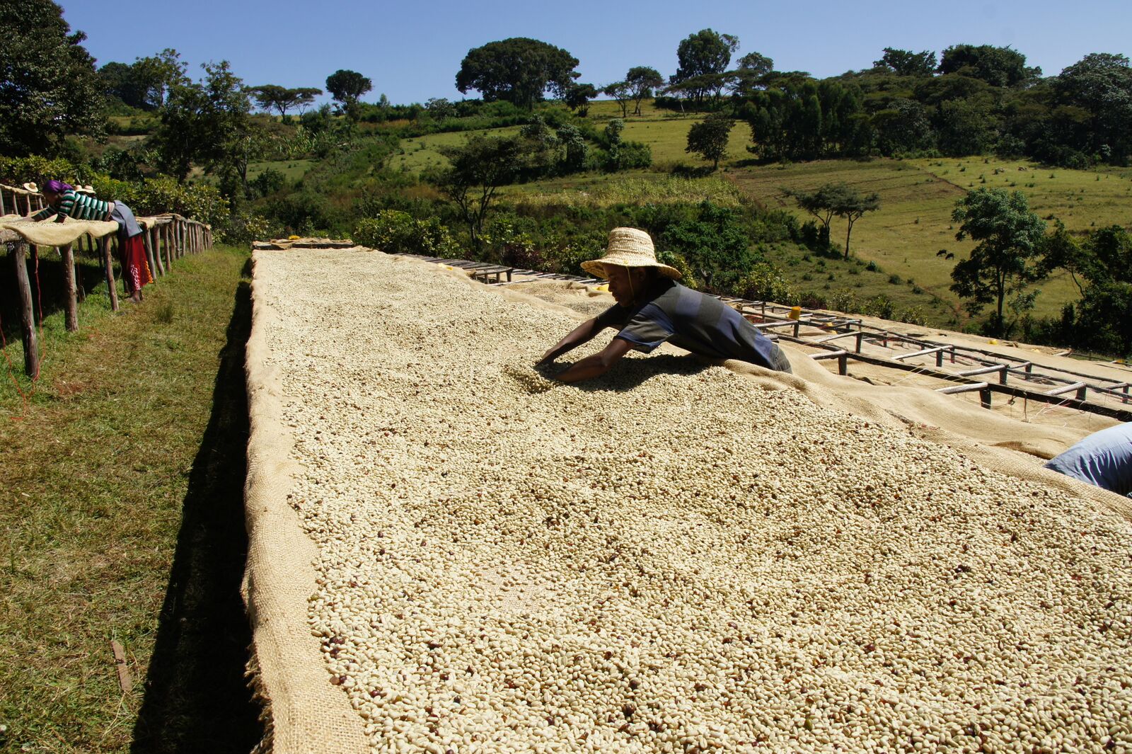 drying coffee Ethiopia