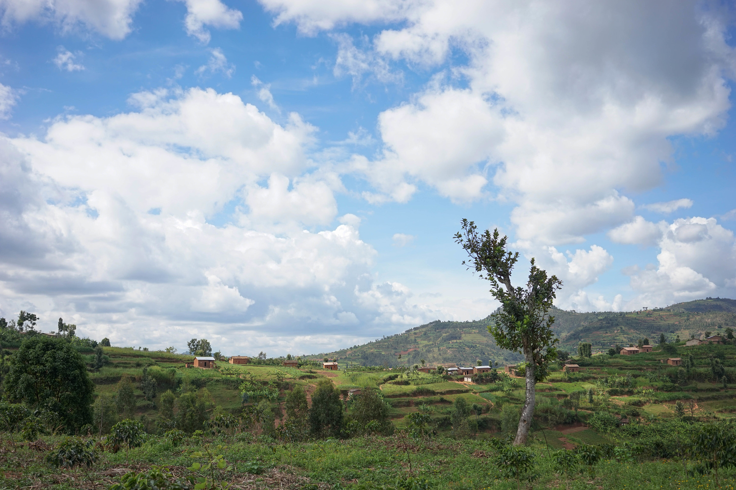coffee farm Rwanda
