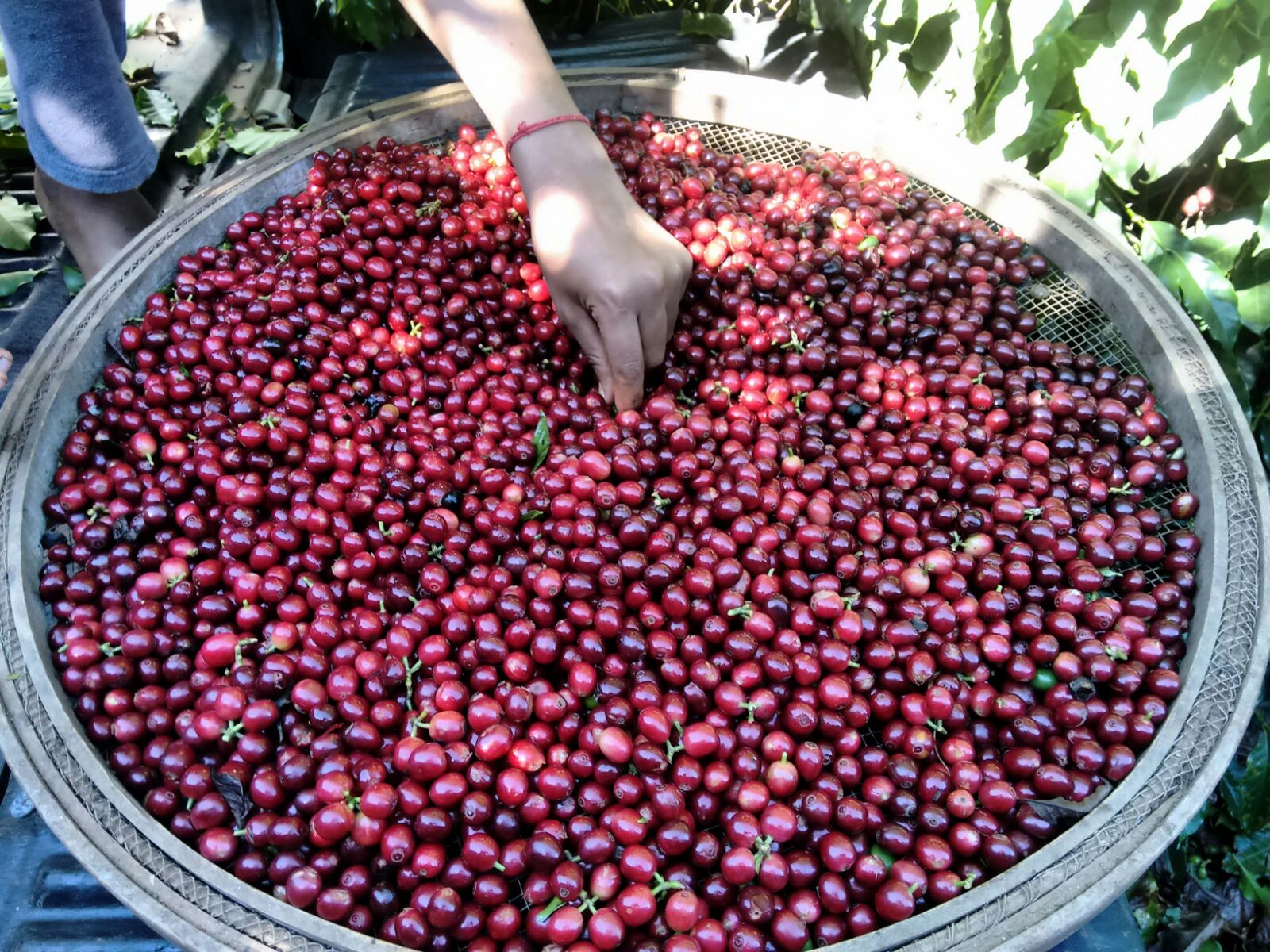 red ripe coffee cherries