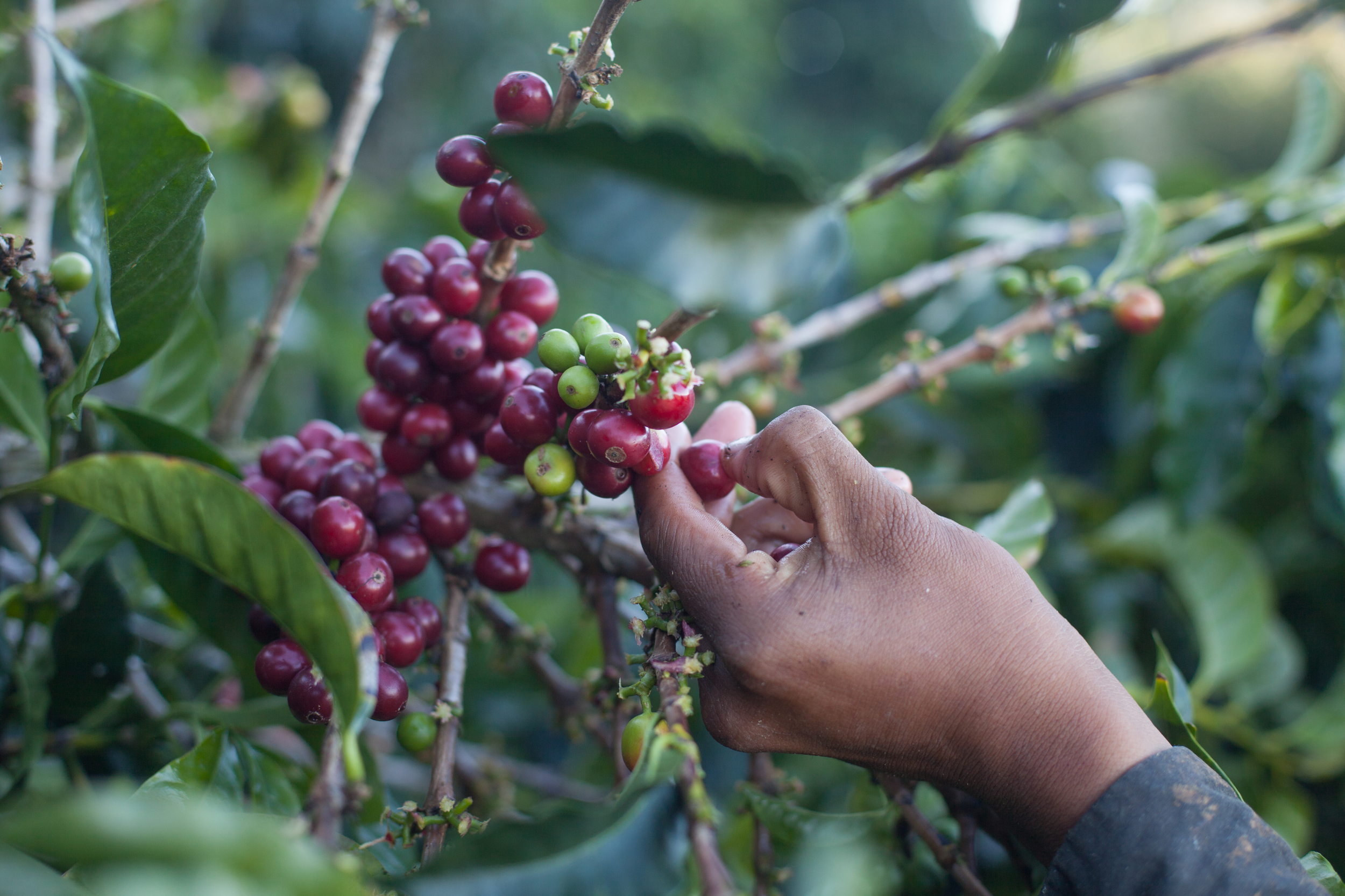 picking coffee Costa Rica