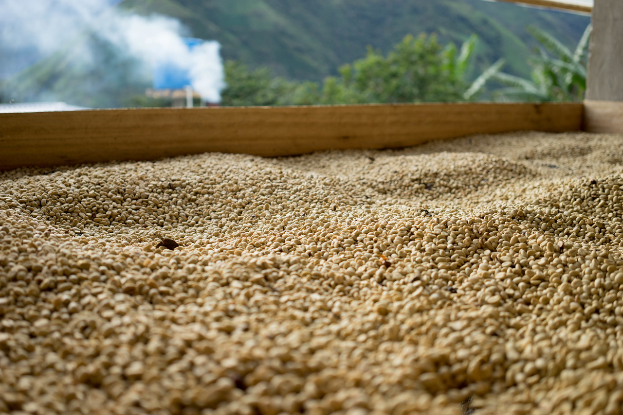Coffee on drying bed, Huila, Colombia