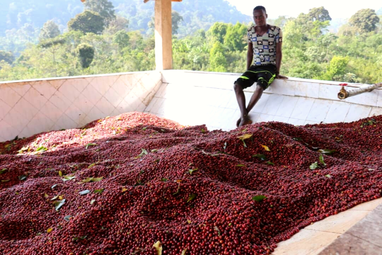 Rwanda coffee natural