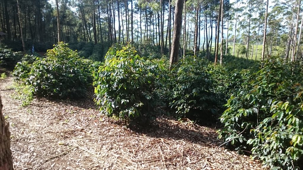 Reconnecting with your coffee origins